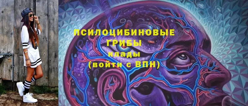 Галлюциногенные грибы Psilocybe  Тверь 